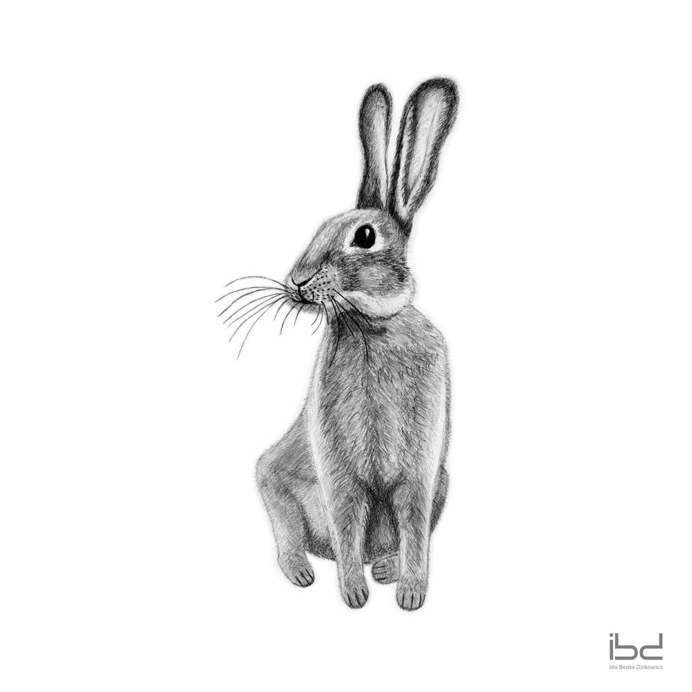 hare